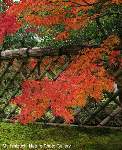 kyoto (082)